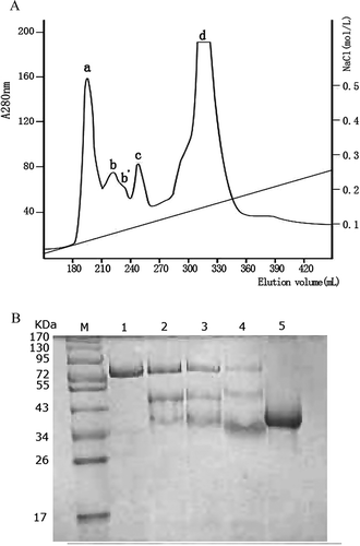 Figure 1 DEAE-Sepharose Fast Flow anion-exchange chromatography for purifying OVT. (a) The elution profile of “mucin-free” egg white on DEAE-Sepharose Fast Flow column in a linear gradient using 0–0.5 mol/L sodium chloride in 0.05 mol/L Tris-HCl buffer (pH 8.0). (b) SDS-PAGE patterns of protein fractions on 12% separating gel stained with Coomassie Blue R250. Lane M: prestained markers; lane 1: peak a; lane 2: peak b; lane 3: peak b′; lane 4: peak c; lane 5: peak d.