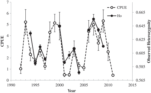 Figure 4. Mean CPUE of Spotted Seatrout in the Charleston Harbor system in the first quarter of every year and the observed heterozygosity of year-classes (adjusted) 3 years earlier (lag based on cross correlation analysis); error bars = SEs.