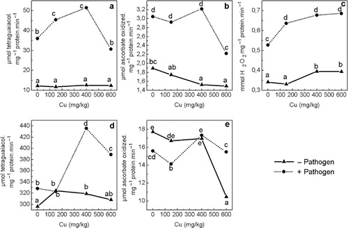 Figure 2. Effect of excess Cu and Fusarium culmorum infection on specific activities of peroxidase (a), ascorbate peroxidase (b) and catalase (c) in leaves, and on peroxidase (d), and ascorbate peroxidase (e) in roots of wheat plants. Values with the same letter are not significantly different at p=0.05 according to Fischer's LSD test (n=8). −Pathogen = healthy plants; +Pathogen = diseased plants.