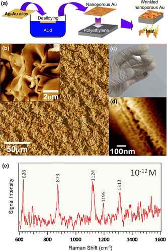 Figure 3. (a) A schematic describing the preparation of wrinkled nanoporous films. (b) A microstructure of the wrinkled nanoporous film with a quasi-periodic wavelength of 10–15 μm. (c) A photograph of the wrinkled nanoporous film with dimensions of 8 mm × 8 mm. (d) A microstructure of the wrinkled ridges containing nanogaps, interleaving broken ligaments, and linear chains of self-similar nanocavities. (e) A single-molecule SERS spectrum of 10-12 M adenine solution with selected Raman bands. (Adapted from Ref. [Citation62]. Copyright Liu et al. (Citation2011)).