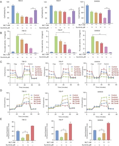 Figure 8. MLT enhances effects of sunitinib, reversing the Warburg effect in RCC. (A) Relative cell viability of 786-O, 769-P and SW839 cells treated with sunitinib and MLT at different concentrations for 24 h was measured by MTT assays. (B) Pyruvate activity in 786-O, 769-P and SW839 cells after treatment with MLT and sunitinib for 24 h; (n = 3, mean ± SD). (C, D) OCR and ECAR level of 786-O, 769-P and SW839 cells pretreated with different dose of sunitinib and MLT for 24h as measured by seahorse analyzer. (E) The basal respiration in 786-O, 769-P, and SW839 cells respectively. (n = 5, mean ± SD). ** p < 0.01 and *** p < 0.001 vs control group.