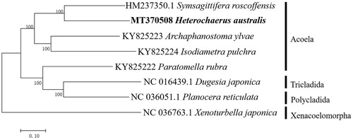 Figure 1. Phylogenetic trees based on the concatenated nucleic acid of 12 protein-coding genes. The branch lengths are determined with ML analysis. Heterochaerus australis is shown in bold. Numbers above or below branches denote bootstrap percentages (1000 replicates). Genbank accession numbers are shown for published sequences.