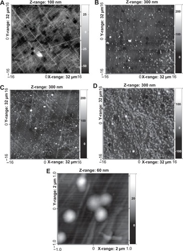 Figure 1 Scanning force microscopy (SFM) of polyelectrolyte complex nanoparticle (PECNP) films on tissue culture polystyrene (TCPS) plates.Notes: TCPS plate (A) was coated with PECNPs of poly(ethyleneimine) (PEI)/dextran sulfate (DS)+ at surface concentrations of 5 nmol·cm−2 (B), 20 nmol·cm−2 (C), and 50 nmol·cm−2 (D) (32 μm ×32 μm). Image (E) (2 μm ×2 μm) was recorded at TCPS coated with 50 nmol·cm−2 of PEI/DS+.