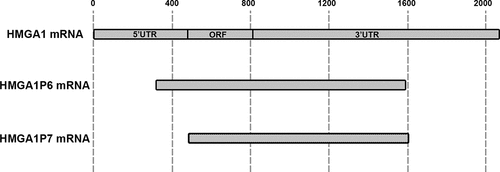 Figure 2. HMGA1-pseudogene family sequences. HMGA1 and its pseudogenes mRNA sequences are aligned and shown in gray