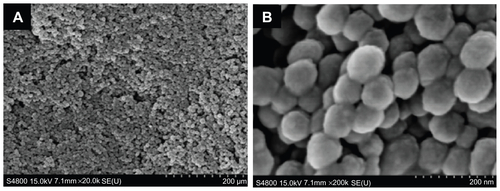 Figure S3 FESEM image of MSNs. (B) is higher magnification than (A).Abbreviations: FESEM, field emission scanning electron microscopy; MSN, mesoporous silica nanoparticles.