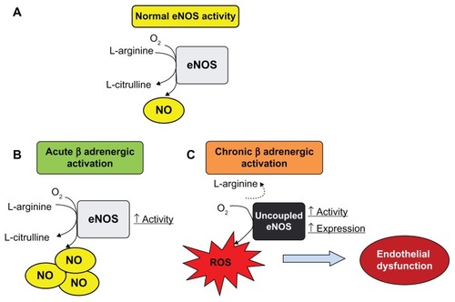 Figure 2 Effect of acute and chronic β-adrenergic activation on endothelial nitric oxide synthase activity, expression, and uncoupling. (A) In normal conditions, basal endothelial nitric oxide synthase activity oxidizes L-arginine, generating L-citrulline and nitric oxide at physiological rates which contributes to maintenance of vascular tone in healthy vessels. (B) Acute β-adrenergic activation caused by β-adrenoceptor agonists stimulates endothelial nitric oxide synthase activity and could increase release of endothelial nitric oxide. (C) Permanently high catecholamine levels could lead to overactivation of β-adrenoceptors, increasing activity and protein expression of endothelial nitric oxide synthase. Nevertheless, this condition may lead to uncoupling of endothelial nitric oxide synthase, which produces superoxide anions and peroxynitrite (reactive oxygen species).