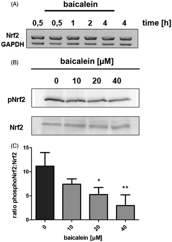 Figure 3. Phosphorylation of Nrf2 and NRF2 expression. (A) Impact of baicalein on NRF2 expression: RNA isolated from Hct116 cells incubated with 40 μM baicalein for various timespans was subjected to RT-PCR using nrf2 and gapdh primers. One representative agarose gel of three is shown. (B) Modulation of Nrf2 phosphorylation (Ser40): western blot analysis (anti-phospho-Nrf2 antibody) of Hct116 cells incubated with baicalein for 4 h. One representative blot of three and the corresponding anti-Nrf2 stained blot are shown. (C) Data are given as ratio phospho-Nrf2:Nrf2 after densitometric analysis. Data are mean ± SD, n = 3, *p < 0.05, **p < 0.01 versus DMSO-treated control cells.