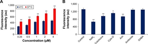 Figure 4 Mechanism of internalization of RCL into U251MG cells. (A) Cellular uptake of RCL (concentrations, 0–4 μM) at 37°C or 4°C. (B) Endocytosis mechanism involved in the cell internalization of RCL. The cells were pretreated with endocytosis inhibitors or neurotransmitters, and then the RCL was added into the cells. Data are represented as mean ± SD (n = 3). *p < 0.05 and **p < 0.01 compared with the control.Abbreviations: cyto-D, cytochalasin D; Ach, acetylcholine; GABA, γ-aminobutyric acid; RCL, RDP-modified curcumin nanoliposomes.