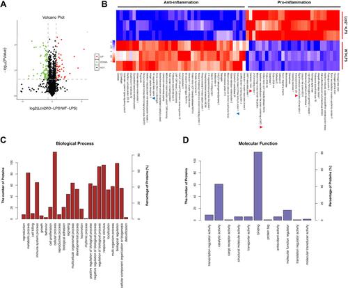 Figure 6 Proteomics analysis of LPS-treated BMDMs from Lcn2−/- and WT mice. (A) Volcano plots shows that 144 proteins changed significantly (a cutoff of absolutes fold change ≥ 1.6 or ≤ 0.625, and P < 0.05). Green dots represent down-regulated proteins, and red dots represent up-regulated proteins. (B) Series of inflammation-related proteins (n = 3). Blue color represents down-regulated proteins, and red color represents up-regulated proteins. (C) Biological processes of GO annotation. (D) Molecular function of GO annotation. Bar chart represents biological processes and molecular function enriched by altered proteins in response to Lcn2 deficiency.