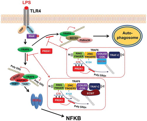 Figure 7. Negative regulation of PRDX1 in TLR4-induced NFKB activation and autophagy activation by inhibiting TRAF6 ubiquitin-ligase activity. Upon TLR4 stimulation, TRAF6 E3 ligase activity is enhanced and BECN1 is ubiquitinated. Ubiquitinated BECN1 facilitates the oligomerization of BECN1 and the activation of the phosphatidylinositols 3-kinase, leading to formation of autophagosomes. The engagement of TLR4 also triggers TRAF6 auto-ubiquitination and its associated proteins, including ECSIT. The TRAF6-ECSIT complex induces activations of TLR4 downstream molecules such as MAP3K7 and IKKs, leading to the activation of NFKB. PRDX1 interacts with the ring finger domain of TRAF6 which inhibits TRAF6 ubiquitin-ligase activity. The inhibition of TRAF6 ubiquitin-ligase activity results in inhibition of TRAF6-mediated ubiquitination required for NFKB activation and autophagy activation.