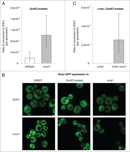 Figure 2. Loss of RAC function bypasses the [PIN+] requirement in de novo [PSI+] formation. (A) Rates of spontaneous prion formation in wildtype and Δzuo1 strains that were cured to [rnq−] by treatment with GuHCl. Prion formation rates and 95% confidence intervals were calculated as for Figure 1B. (B) The aggregation state of Rnq1 was assessed in cells with (top panels) and without (bottom panels) RAC function in [RNQ+] cells (left), GuHCl−treated cells (center), and Δrnq1 cells (right) by expression of Rnq1-GFP from the inducible Cup1 promoter followed by confocal microscopy. Strains transformed with p316 Cup1pr-Rnq1-GFP were diluted into synthetic medium lacking uracil and supplemented with CuSO4 (25 µM) and incubated at 30°C for 90 minutes prior to imaging. (C) Rates of spontaneous prion formation in Δrnq1 and Δrnq1 Δzuo1 strains that were cured to [pin−] by treatment with GuHCl. Prion formation rates and 95% confidence intervals were calculated as for Figure 1B.