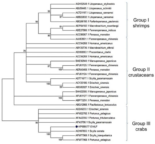 Figure 6 A bootstrapped neighbor-joining tree obtained using Molecular Evolutionary Genetics Analysis version 6, illustrating relationships between the deduced amino acid sequences of the Charybdis feriatus-ALF1 (GenBank ID: KP688577) with other ALFs of decapod crustaceans.