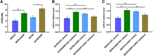 Figure 1 (A) The IC50 value of different cells. (B) miR-21 expression level of A2780 cells transfected in miR21 mimics/inhibitors/NC by qRT-PCR. (C) miR-21 expression level of SKOV3 cells transfected in miR21 mimics/inhibitors NC by qRT-PCR. *P<0.05; **P<0.01.