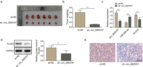 Figure 6. Circ_0003747 knockdown inhibits tumour growth in nude mice.
