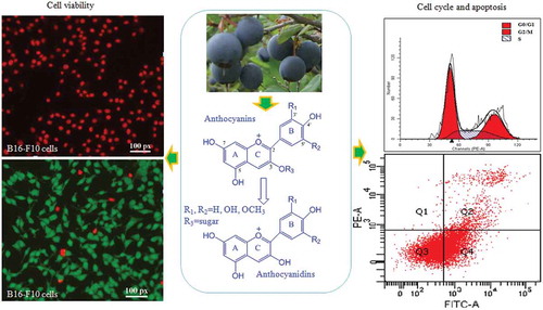 Scheme 1. Experimental design for evaluating the antiproliferative and proapoptotic effects of blueberry anthocyanins and anthocyanidins on B16-F10 cells.