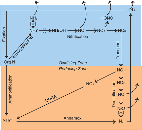 Figure 9. Conceptual diagram showing the microbial dissimilatory processing of nitrogen in the environment. DNRA is dissimilatory reduction to ammonium. Annamox is ammonium reduction to molecular nitrogen. Shading indicates are processes occurring in oxidizing and reducing environments. Note: pH sensitive N processes are indicated by control valves.