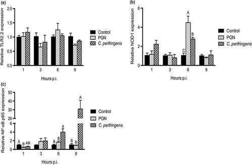 Figure 6. Quantification of TLR2.2, NOD1 and NF-κB p65 transcripts in primary chicken intestinal epithelial cells stimulated with C. perfringens for 1 h, 3 h, 6 h and 9 h. The cells were inoculated with C. perfringens at the MOI of 100:1. Mock inoculation and commercially available PGN (50 μg/mL) were used as controls. RNA was isolated at various hours post infection (p.i.). Data are present as means and SE (n = 3). Bars not sharing a common uppercase letter differ significantly (P < 0.05). TLR2.2, Toll-like receptor 2.2; NOD1, nucleotide-binding oligomerization domain 1; NF-κB, nuclear factor kappa B.