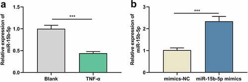 Figure 1. The effects of TNF-α on miR-15b-5p expression in ASM cells.