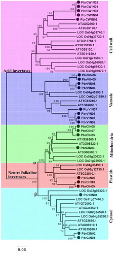 Figure 4. Phylogenetic trees of pear, Arabidopsis and rice invertases.Note: The full-length sequences of all invertase genes were aligned using ClustalX, and the phylogenetic tree was generated using MEGA 5.0 with the NJ method (1000 bootstrap replicates).