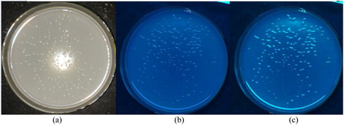 Figure 4. Morphological observation of positive transformants under natural light (a) and under UV light in a dark room (b,c) without IPTG induction (b) and under IPTG induction (c).Note: (a) Colonial morphology of positive transformants under natural light conforming to basic morphological characteristics of Klebsiella variicola. (b) No obvious green fluorescence without IPTG induction under the UV lamp in the dark. (c) Green fluorescence in positive transformants under IPTG induction, observed under the UV lamp in the dark.