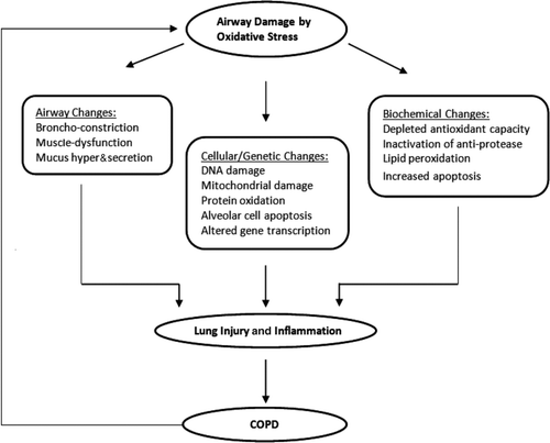 Figure 2.  Consequences of airway damage by oxidative stress. Oxidative stress causes airway damages at three levels: airway changes, cellular changes, and biochemical changes. These factors contribute to lung injury and inflammation, which leads to the development of COPD. The ongoing oxidant injuries and inflammation in COPD feeds back to the increased airway damage, restarting the vicious cycle.