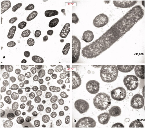 Figure 4. Transmission electron microscopy images of the isolate (No.: 16) incubated at 37 °C and 42 °C. (A) Bacillus forms of Proteus mirabilis are observed after incubation at 37 °C. (B) The elongated bacillus is a typical swarmer cell. (C) Unusual coccus/coccobacillus forms of Proteus mirabilis are observed after incubation at 42 °C. (D) The arrows indicate formations of large vacuoles inside the spherical bacterial cells (cocci).