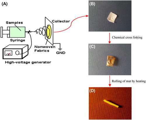 Figure 1. The nanofibrous mat designed by electrospinning method. (A) The electrospinning set, (B) The nanofibrous PHBV mat, (C) The chitosan-crosslinked nanofibrous PHBV scaffold, and (D) The rolling of nanofibrous mat using a thermal agent.