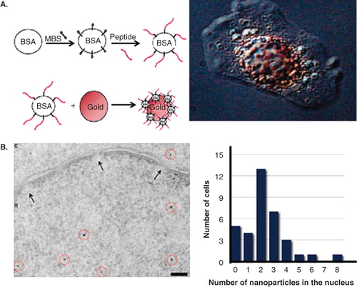 Figure 6. Nuclear targeting of GNPs and GNRs. (A) Peptide-modified GNP complexes. Left: Illustration of the synthesis of peptide-modified colloidal GNP conjugates; Right: Visualization of targeted NPs in HepG2 cells by video-enhanced color differential interference microscopy. (B) PEG-modified GNPs functionalized with a combination of CPPs and NLS. Left: TEM image showing NPs localized in both nucleus and cytosol; Right: Variation of NPs in nucleus for a cell population. Reproduced with permission from Tkachenko et al. Citation2004 and Nativo et al. Citation2008.