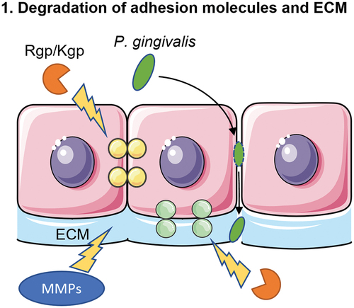 Figure 1. Schematic overview of the first mechanism of translocation. P. gingivalis secretes proteolytic enzymes known as gingipains (Rgp/Kgp) that degrade cell-cell adhesion molecules (yellow) and adhesion molecules (light green) that connect the cell with the extracellular matrix (ECM). In addition, P. gingivalis stimulates the fibroblasts to produce matrix metalloproteases (MMPs) that can degrade ECM molecules. These three effects combined weaken the integrity of the epithelial barrier, which allows P. gingivalis to travel between cells into deeper layers of the tissue.