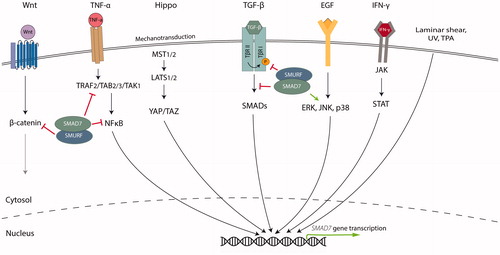Figure 5. SMAD7 is regulated by and regulates various signaling pathways. In the Wnt signaling pathway, SMAD7 regulates the activity and stability of β-catenin by functioning as a SMURF2 adaptor. Similarly, SMAD7 can affect NFκB signaling by inhibiting phosphorylation and degradation of IκB and disrupting recruitment of the TAK1 complex to TRAF2. SMAD7 expression can be positively regulated by inflammatory cytokines such as TNF-α and IFN-γ, and YAP/TAZ, effectors in the Hippo signaling pathway. Lastly, SMAD7 expression is positively regulated by laminar shear stress, UV light, TPA and EGF. SMAD7 is also important for JNK and p38 activation. ERK, Extracellular-signal-regulated kinase; JAK, Janus kinase; JNK, c-Jun N-terminal kinase; NFκB, Nuclear factor kappa B; STAT, Signal transducer and activator of transcription; TAK, TGF-β-activated kinase; TAZ, Tafazzin; TRAF, TNF receptor-associated factor; YAP, Yes-associated protein.
