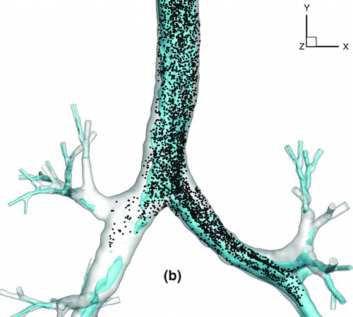 FIG. 17 Iso-surfaces of air speed of 1.58 m/s and particle transport profile for 2.5-μm particles at (a) t* = 0.11, (b) t* = 0.13.