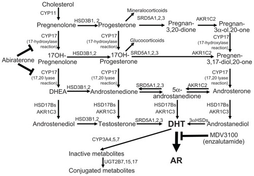 Figure 1 Enzymatic pathways of androgen synthesis, and target sites of abiraterone (CYP17 inhibitor) and enzalutamide (MDV3100, antagonist of androgen receptor [AR]) action.