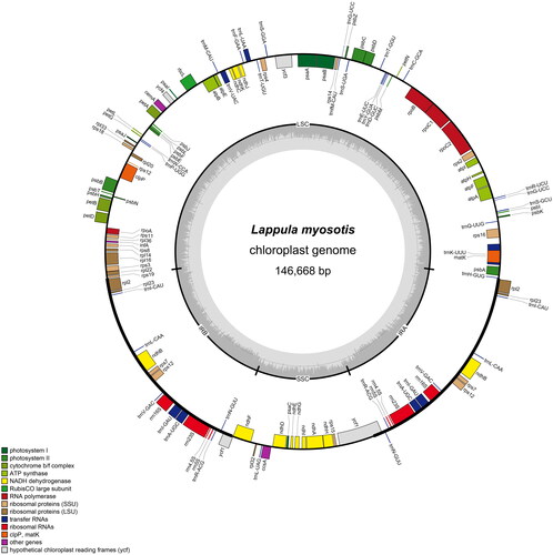 Figure 2. Ring map of the chloroplast genome of L. myosotis.