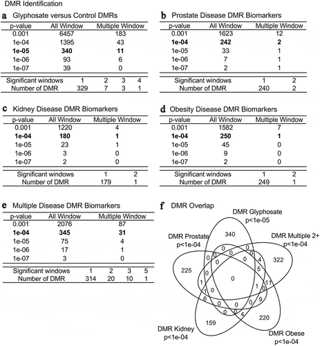 Figure 1. DMR identification and numbers. The number of DMRs found using different p-value cut-off thresholds. The All Window column shows all DMRs. The Multiple Window column shows the number of DMRs containing at least two significant windows (1 kb each). The number of DMRs with the number of significant windows (1 kb per window) at an edgeR p-value threshold bolded for DMR. (a) Glyphosate versus control DMRs; (b) Prostate disease DMRs; (c) Kidney disease DMRs; (d) Obesity disease DMRs; and (e) Multiple disease DMRs. (f) Venn diagram DMR overlap of each data set with edgeR p-value indicated. The bolded edgeR p-value was used for all subsequent data analysis