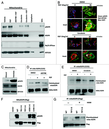 Figure 6. De novo Synthesized Palmitate activates mtEGFR via palmitoylation. (A) Western blot analysis for mtEGFR activation in mitochondrial protein samples of PC3 cells treated with EGF (20 nM) +/− AEE788 (5 μM) or Cerulenin (cells were pretreated at 5 μg/ml for 3 h before EGF+/−AEE788 treatments) for 30 min. MTCO2 was used as a loading control for mitochondria. Na+/K+ ATPase serves as plasma membrane marker. (B) Immunofluorescent co-staining of mitochondria (using antibody against MTCO2, red) and pEGFR (pY1173, green) in PC3 cells treated with EGF+/−cerulenin. Co-localized signals of pEGFR and mitochondria are in yellow color. Nucleus was stained by DAPI (blue) (C) Western blot analysis of mitochondrial samples for pEGFR and EGFR. Purified mitochondria were treated with ethanol or palmitate at 200 uM for 15 min in a kinase buffer at 37 °C. (D) Detection of Palmitoylated mtEGFR using Acyl-Biotin exchange assay as described in the “Materials and Methods” section. mtEGFR was immunoprecipitated from purified mitochondria of PC3 cells that were treated with 20 nM of EGF +/− AEE788 (5 μM) for 30 min. (E) Detection of palmitoylated endogenous mtEGFR immunoprecipitated from PC3 cells treated with 20 nM EGF +/− Cerulenin (cells were pretreated with cerulenin for 12 h) at 5 μg/ml for 30 min. (F) Western blot analysis of cysteine-to-glycine mutated mito-EGFR-flag transfected into HEK293T cells for their kinase activity (pEGFR) (G) Detection of palmitoylated mito-WT-EGFR and its C797G mutant transfected into HEK 293T cells. HAM, hydroxylamine treatment for detection of palmitoylation (see “Methods and Methods” for details).
