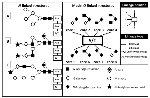 Figure 2. Glycan variations. Examples of the 3 different forms of N-linked glycans, seen on the left, linked to their N-glycosylation consensus sequence Asn-Xaa-S/T. Asn: Asparagine, Xaa: any amino acid except Proline and Serine/Threonine (S/T). (A) A high-mannose glycan (B) a complex glycan and (C) a hybrid structure. In the center are the 8 possible O-Linked structures attached to a Serine or a Threonine. On the right are the monosaccharides and linkage legends. (Variations depicted using Oxford nomenclature).