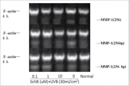 Figure 8. Effect of Schizandrin B on MMP-1 expression in FB Cells after UVB-irradiation. Normal: Cells were treated with 0.1% DMSO.