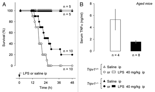 Figure 3 Compared with their age-matched wild-type littermates, middle-aged Trpv1−/− mice have a higher survival rate (A) and a lower serum TNFα concentration (B) during LPS-induced SIRS.