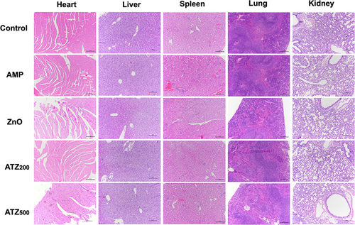 Figure 5 Histopathological section of ICR mice. H.E staining of major organs (heart, liver, spleen, lung and kidney) at 7 days after locally administrated with materials, no obvious histological lesion was observed. ATZ200 and ATZ500 refer to the treatment group with 200 μg mL−1 and 500μg mL−1 ATZ NPs, respectively. Scale bar = 200 µm.