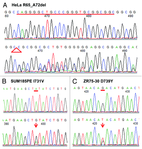Figure 1. Identification of three SIRT1 mutant cancer cell lines by PCR amplification and direct sequencing. (A) Twenty-four-bp deletion of nucleotides 245–268 was found in the HeLa cell line, corresponding to an in-frame deletion of eight amino acids (R65_A72del). (B) One missense mutation 2244A > G, resulting in one amino acid change I731V, was discovered in breast cancer cell line, SUM185PE. (C) One missense mutation 2268G > T, resulting in one amino acid change D739Y, was discovered in breast cancer cell line, ZR75–30. Top row of each data represents electropherograms showing the wild-type sequence. Bottom row of each data represents electropherograms showing the mutations.