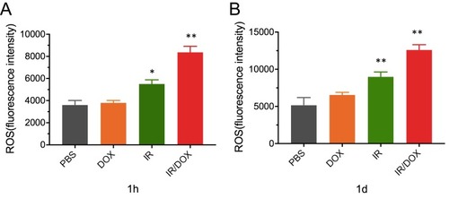 Figure 4 The production of ROS in tumors after different treatments. The fluorescence intensity of ROS in tumors at 1 hr after treatment (A). The fluorescence intensity of ROS in tumors on 1 day (B) after different treatments. Data represented mean ± SD (n=3). Compared with controls: *P < 0.05, **P < 0.01.