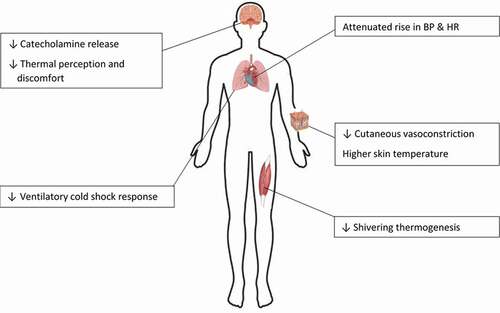 Figure 4. Summary of the physiological and perceptual changes that occur due to cold habituation in humans.