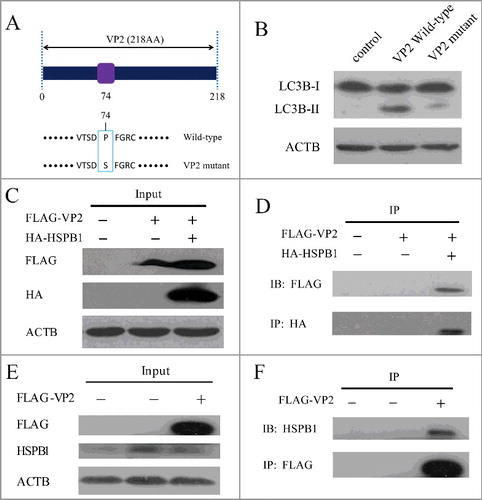 Figure 5. VP2 mutant and interaction between VP2 and HSPB1 in PK-15 cells. (A) A scheme of the VP2 muant. (B) PK-15 cells were transfected with empty vectors, pCMV-Flag-VP2, or VP2 mutant for 24 h. LC3B and ACTB were analyzed by western blot. (C and D) The interaction between FMDV VP2 and HSPB1 in PK-15 cells was verified. The PK-15 cells were co-transfected with 10 μg pCMV-Flag-VP2 plasmid and 10 μg pEGFP-HA-HSPB1 plasmid or transfected with just 10 μg pCMV-Flag-VP2 plasmid, and immunoprecipitation was performed with anti-HA antibody. Immunoblotting analysis was performed with anti-HA antibody and anti-FLAG antibody. (E and F) The PK-15 cells were transfected with 10 μg pCMV-Flag-VP2 plasmid or 10 μg empty vector pCMV-Flag plasmid, and immunoprecipitation was performed with anti-FLAG antibody. Immunoblotting analysis was performed with anti-FLAG antibody and anti-HSPB1 antibody.