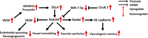 Figure 5 Molecular mechanisms of Notch4 signaling in tumor vasculature.