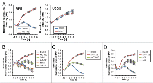 Figure 2. Degradation of Cyclin B1 during ongoing DNA damage is p53-, p21- and APC/CCdh1-dependent. (A) Time-lapse microscopy quantification of populations of RPE and U2OS Cyclin B1-eYFP cells. Cells were treated with 1 μM Etoposide from time point ‘−1 h’. At 0 h cells were treated with MG-132 (inhibitor of the proteasome) or mock treated. (B–D) Time-lapse microscopy quantifications of RPE Cyclin B1-eYFP cells in different conditions. Cells were transfected with the indicated siRNA 48 h and 24 h prior to Etoposide addition. Etoposide was added at a concentration of 1 μM at the ‘−1 h’ time point. At 0 h cells were treated with MG-132, proTAME, or DMSO as indicated. The error bars represent standard error of the mean signal of at least 8 positions.