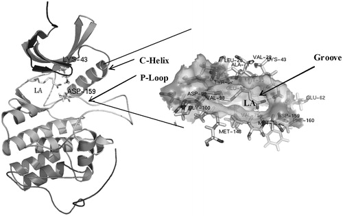 Figure 4. Proposed interaction of the mycobacterium PknB with LA. Intermolecular electrostatic interaction involving the amino acid residues, Lys43 and Asp159, is highlighted.