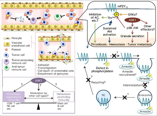 Figure 1. Schematic models of (upper right) platelet-intrinsic ASK1 regulation of hemostasis, thrombosis, and platelet-dependent tumor metastasis, (lower right) putative functions of P2Y12 phosphorylation, and (left) potential roles of ASK1 in X-ray-resistant cell types and immune cells. AC, adenylate cyclase; GRK, G protein-coupled receptor kinase; NK, natural killer; RE, recycling endosome.