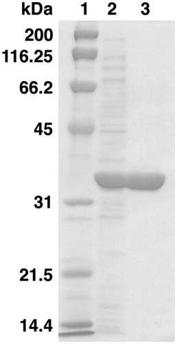 Figure 2. Analysis by SDS-PAGE of the AAC4036 (AacGR) protein purified from recombinant E. coli cells. Lanes 1, 2, and 3 indicate the size marker proteins, crude extract, and enzyme purified by Ni-affinity chromatography, respectively. The numbers on the left indicate the molecular masses of the marker proteins.