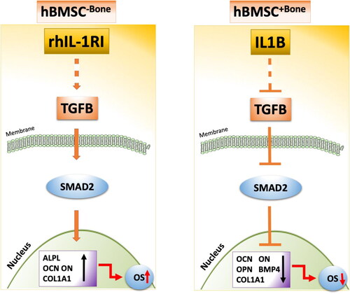 Figure 6. Schematic overview of the interaction between the heterogeneous cell populations of BM-MSC. This model proposed a balance between IL-1β and IL1RA in bone micro-environment, which can determine the osteoblastic differentiation of osteoprogenitor cells through modulating TGFb signaling.