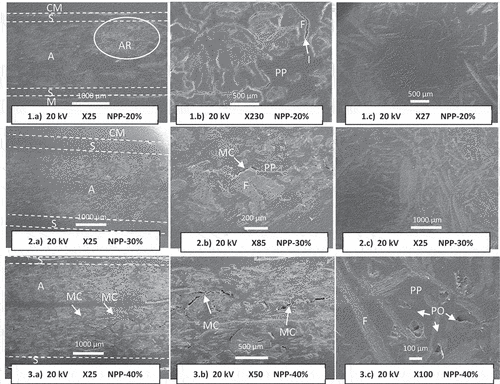 Figure 7. SEM images of: a) NPP-20%, b) NPP-30% et c) NPP-40%. AR : agglomeration region. A : active layer, S : skin, PP : polypropylene, F : diss fibers, CM : coating matrix, I : fiber/matrix interface. MC : microcracks. PO : porosity.